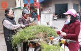 Người Hà Nội đi mua rau mùi già chiều 30 Tết
